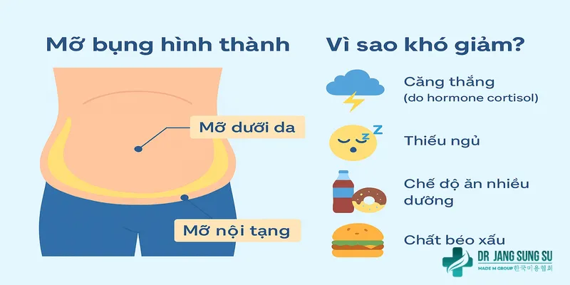 Mỡ bụng hình thành và tại sao khó giảm?